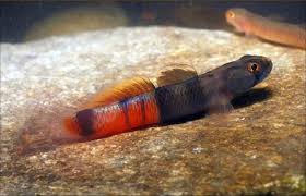 Sicyopus Zosterophorus by Iven Betta