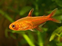 Hyphessobrycon Amandae by Iven Betta