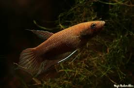 Betta Akarensis by Iven Betta