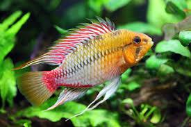Apistogramma Hongsloi by Iven Betta