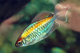Phenacogrammus Interruptus by Iven Betta