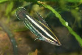 Parosphromenus Opallios by Iven Betta
