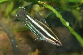 Parosphromenus Opallios by Iven Betta