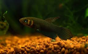 Betta Mandor by Iven Betta