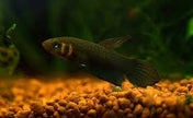 Betta Mandor by Iven Betta