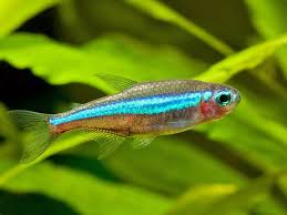 Paracheirodon Simulans by Iven Betta