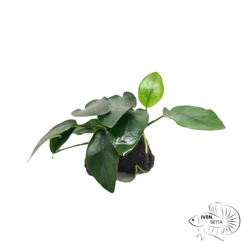 Anubias Barteri var. Mini Nana - Rock by Iven Betta
