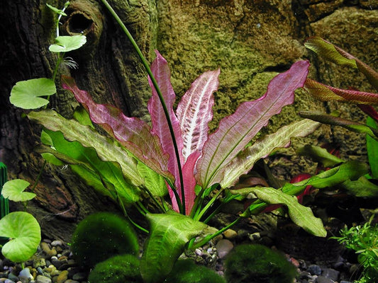 Echinodorus 'Oriental' by Iven Betta