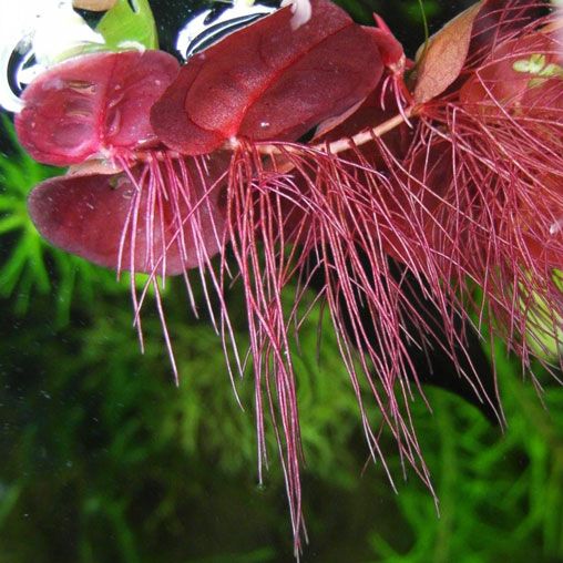 Phyllanthus Fluitans by Iven Betta