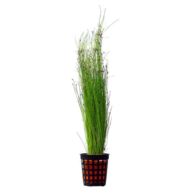 Eleocharis Vivipara by Iven Betta