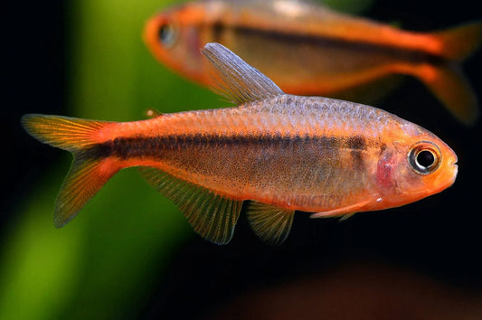 Hyphessobrycon Myrmex by Iven Betta