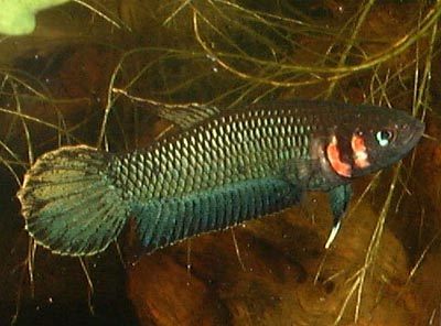 Betta Foerschi by Iven Betta