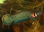 Betta Foerschi by Iven Betta