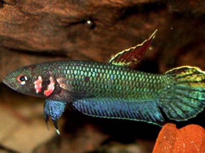 Betta Foerschi by Iven Betta