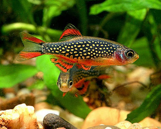 Danio Margaritatus by Iven Betta