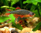 Danio Margaritatus by Iven Betta