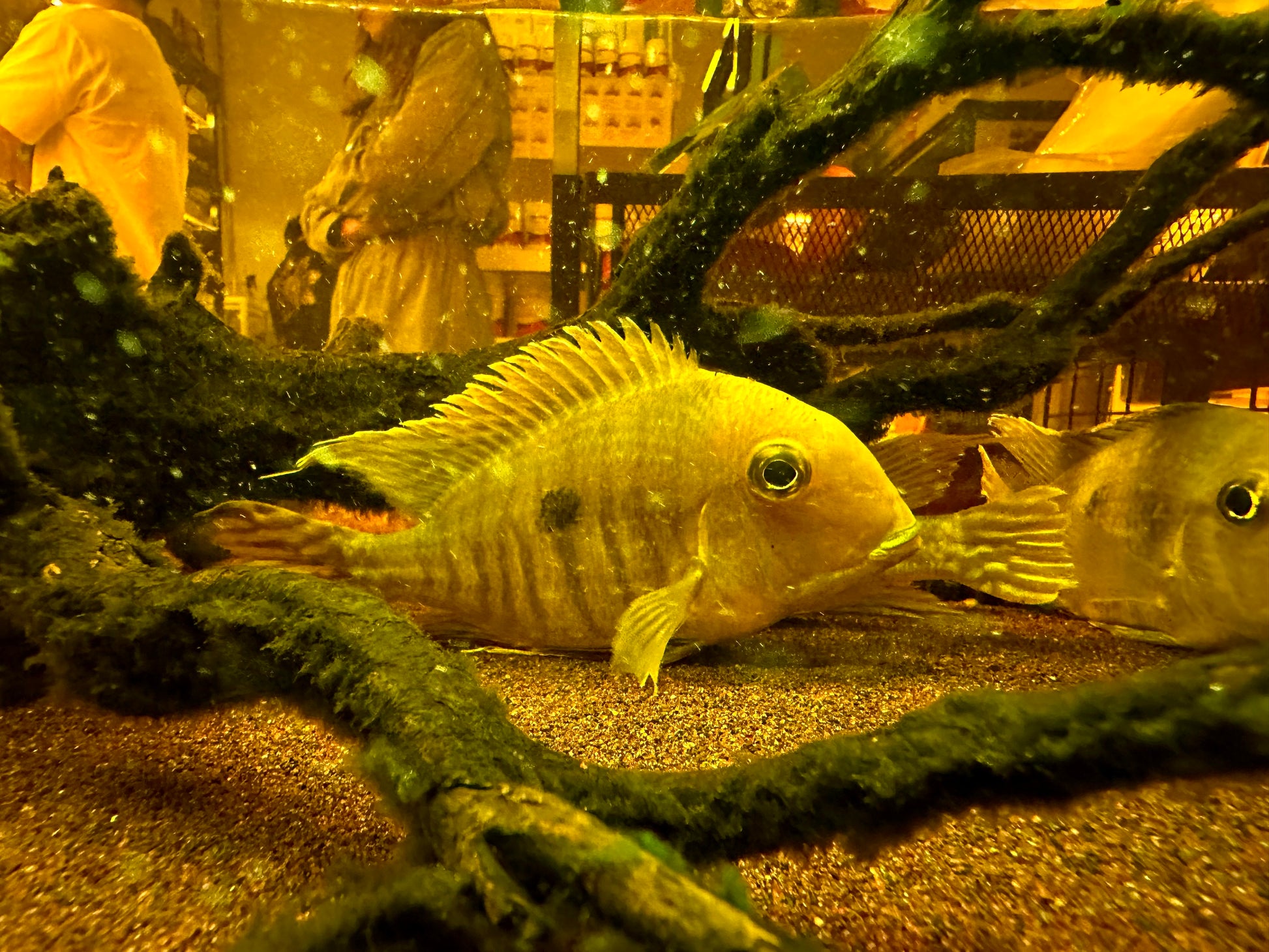 Geophagus sp. "Red Head Tapajos" by Iven Betta