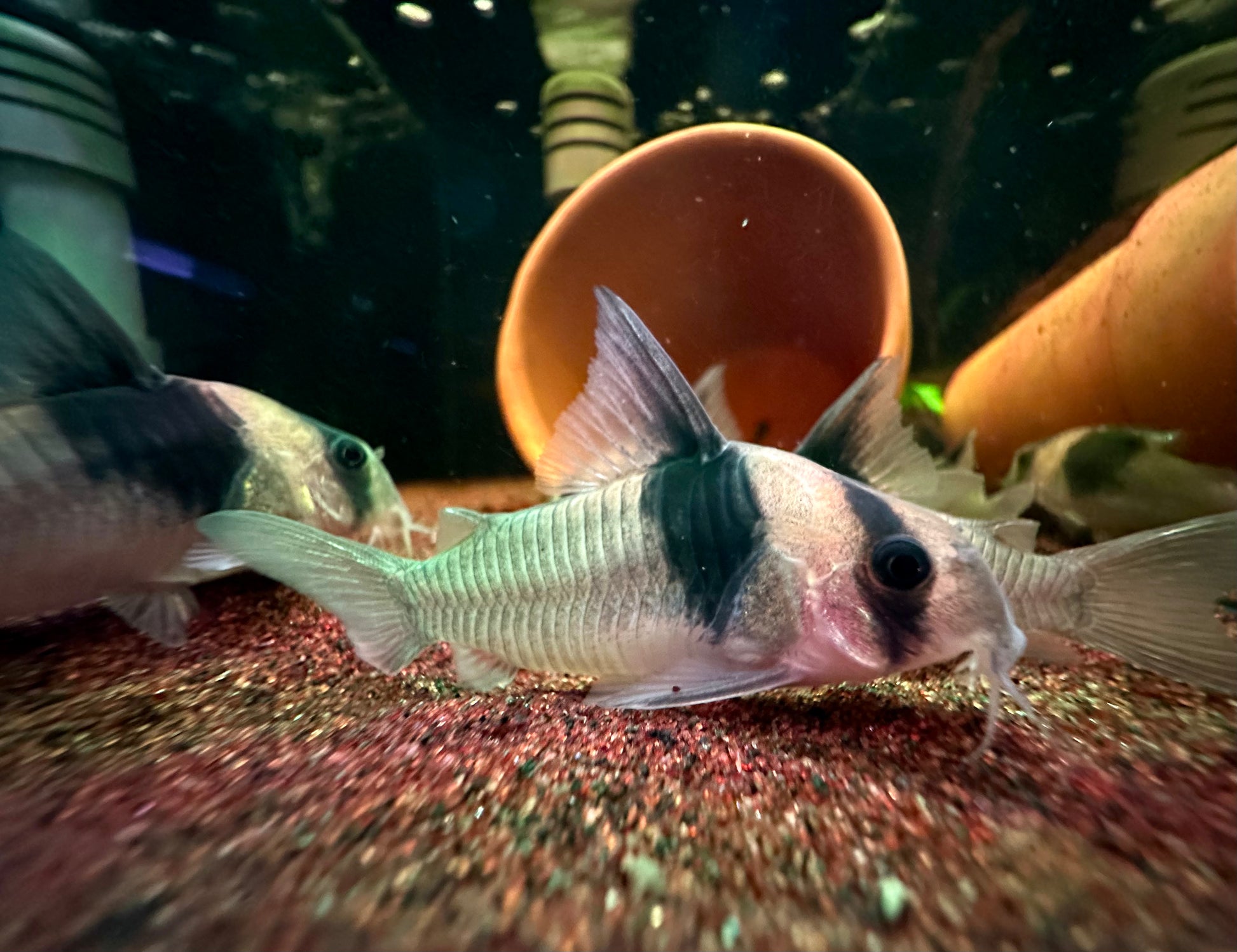 Corydoras sp. CW049 by Iven Betta