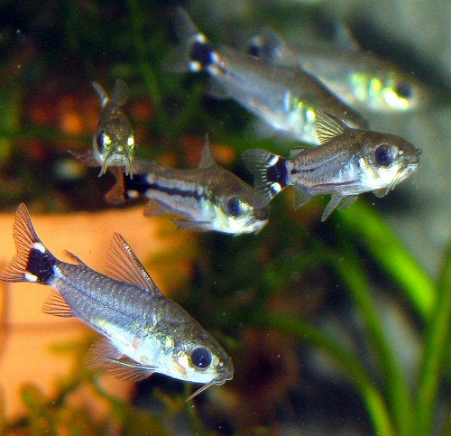 Corydoras Hastatus by Iven Betta