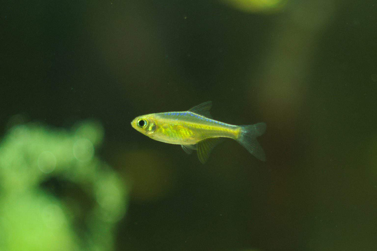 Microdevario Kubotai by Iven Betta
