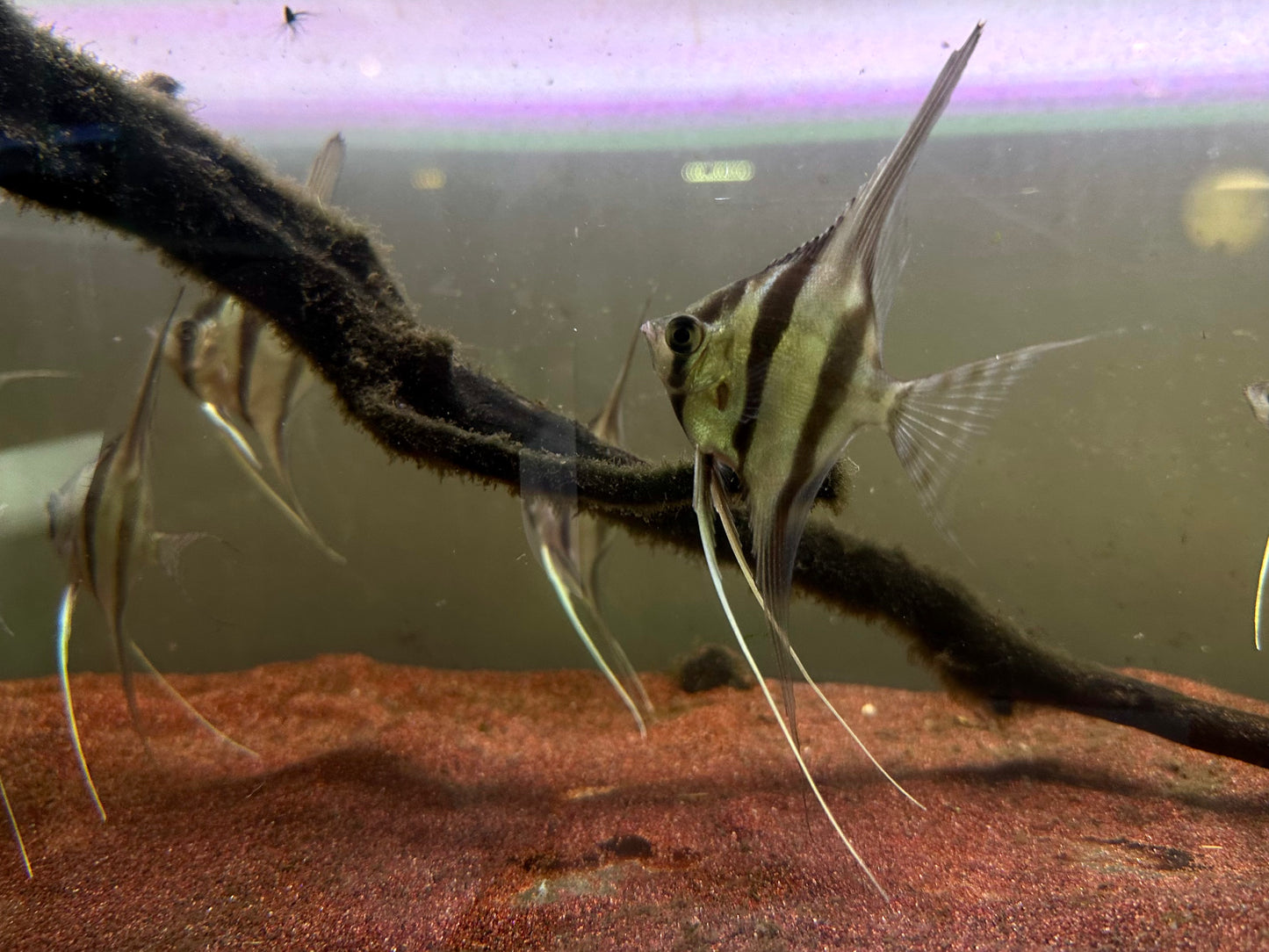 Pterophyllum Altum 'F1' by Iven Betta