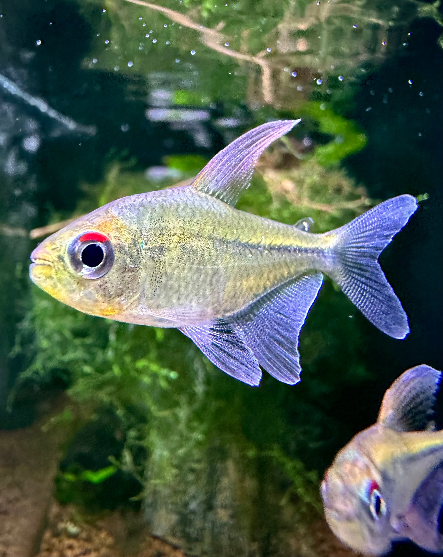 Moenkhausia Pittieri by Iven Betta