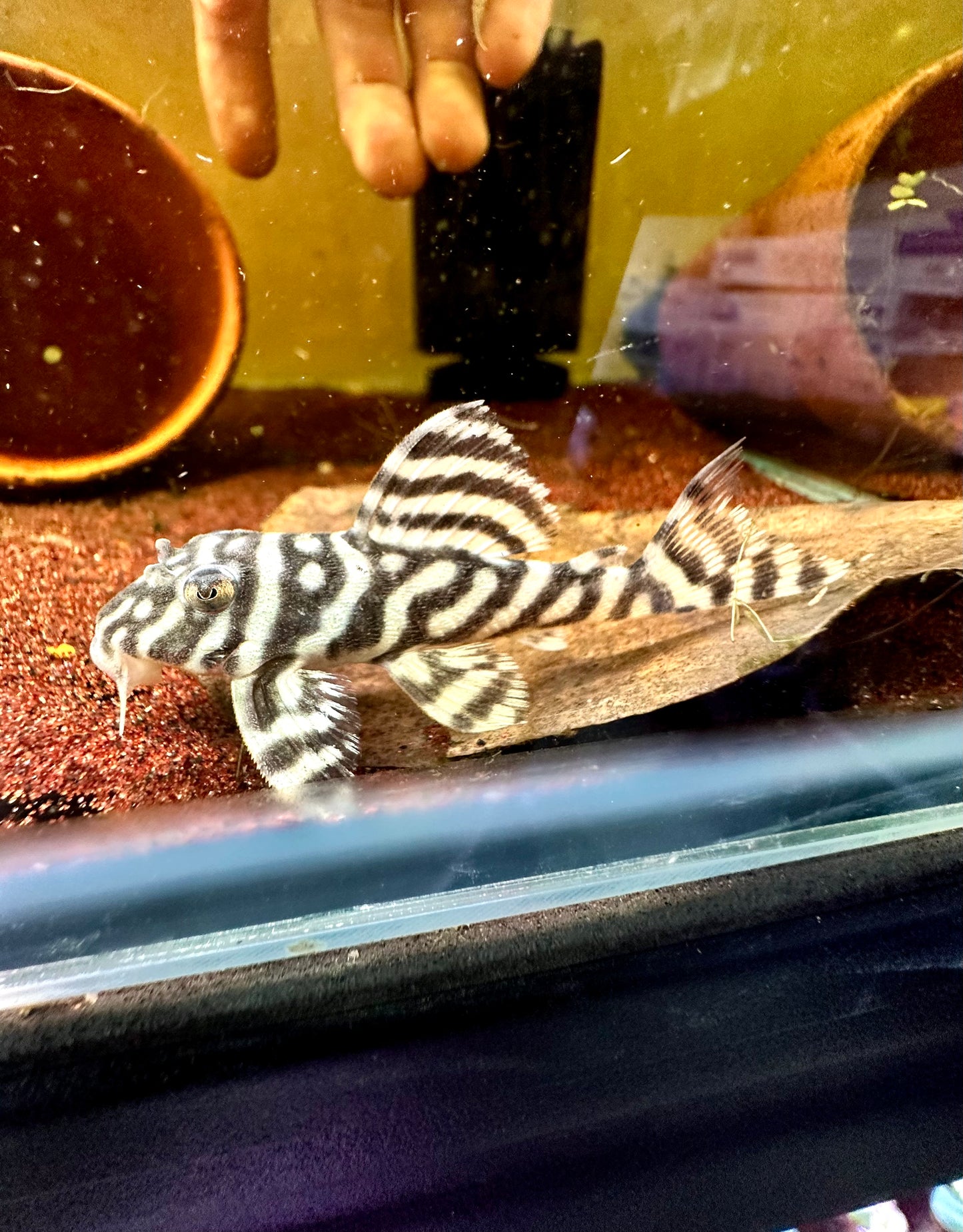 Hypancistrus sp. L333 by Iven Betta