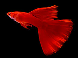 Poecilia Reticulata 'Albino Full Red' by Iven Betta