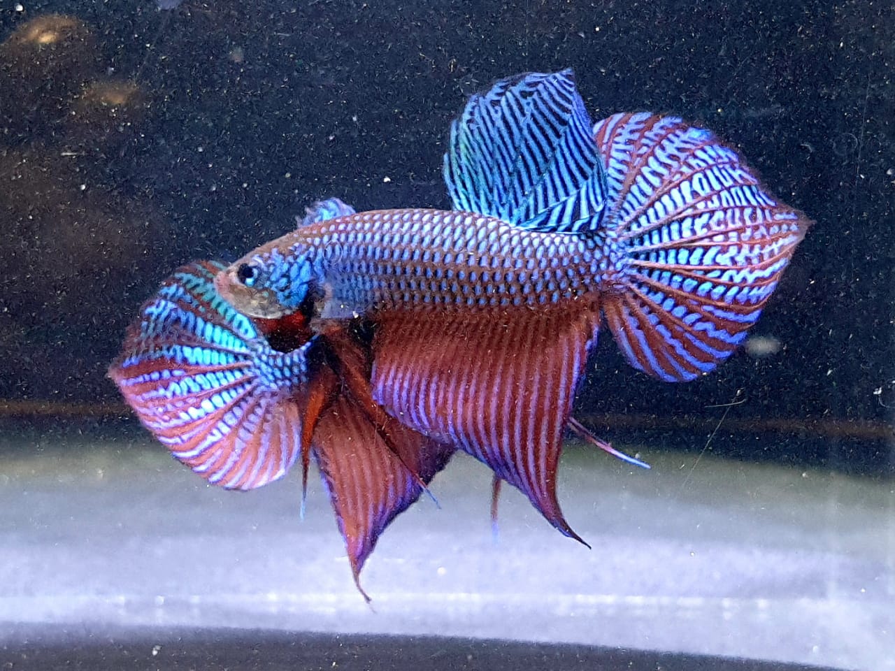 Betta Smaragdina by Iven Betta