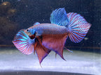 Betta Smaragdina by Iven Betta