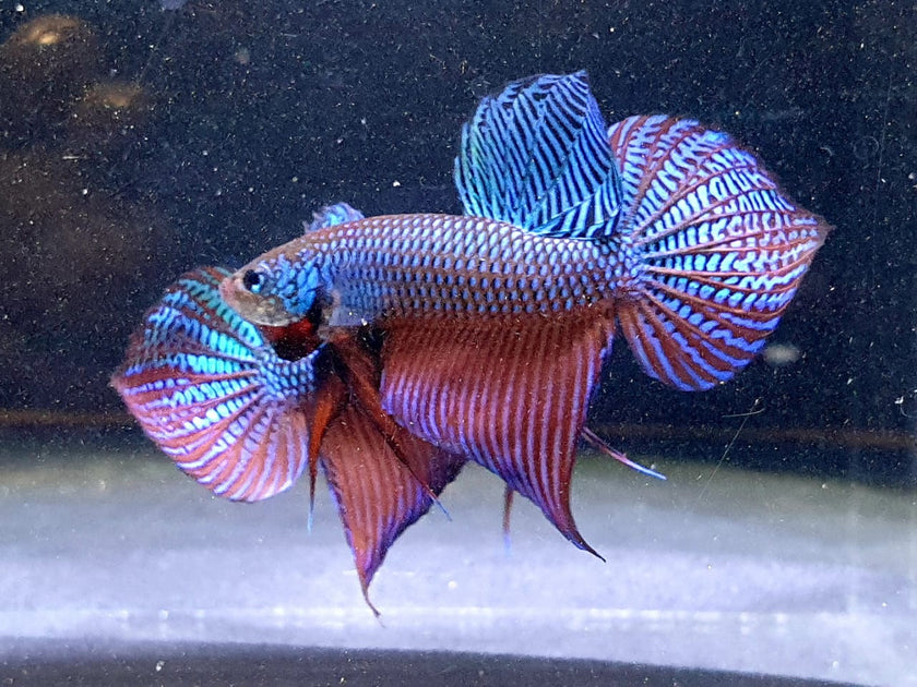 Betta Smaragdina by Iven Betta