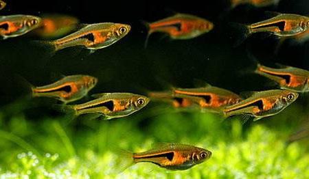 Trigonostigma Hengeli by Iven Betta