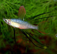 Iriatherina Werneri by Iven Betta