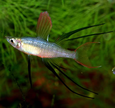 Iriatherina Werneri by Iven Betta
