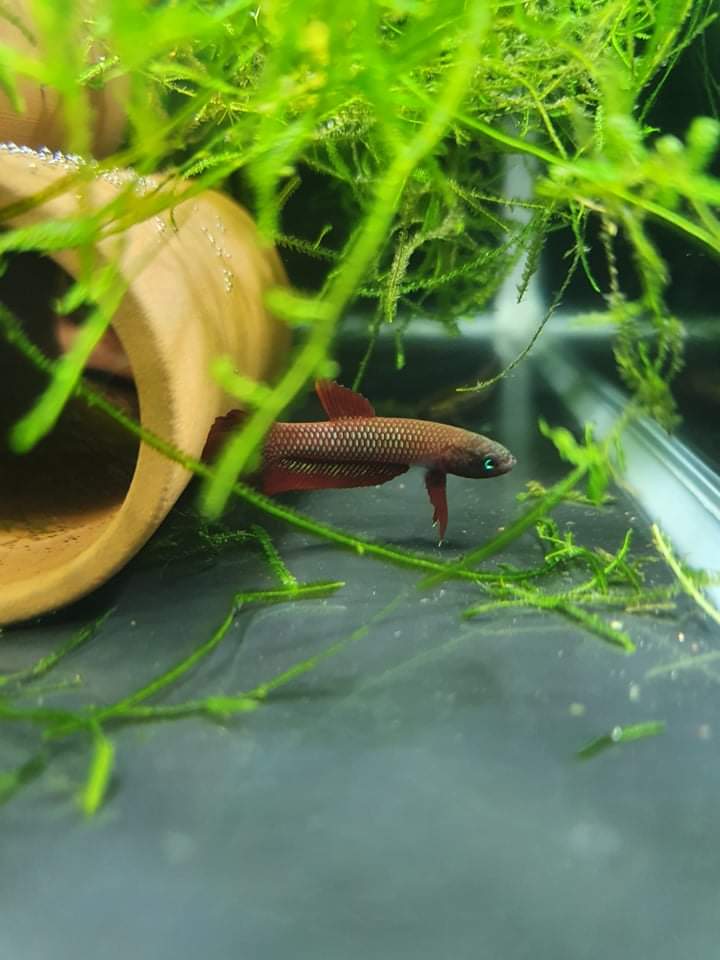 Betta Rutilans by Iven Betta