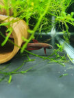 Betta Rutilans by Iven Betta