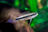 Taeniacara Candidi by ivenbetta