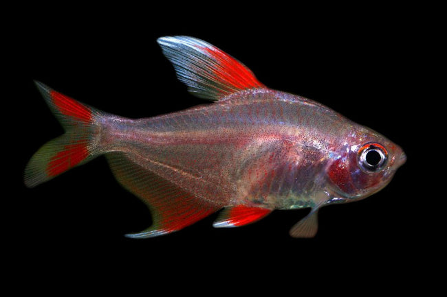Hyphessobrycon Rosaceus by Iven Betta