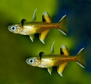Pseudomugil Signifer by Iven Betta
