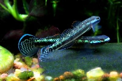 Stiphodon Atropurpureus by ivenbetta