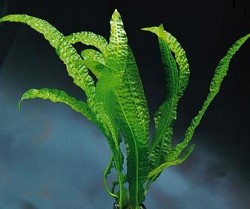 Cryptocoryne Balansae by Iven Betta